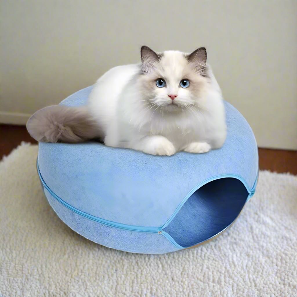 lit de chat couche sur dessus