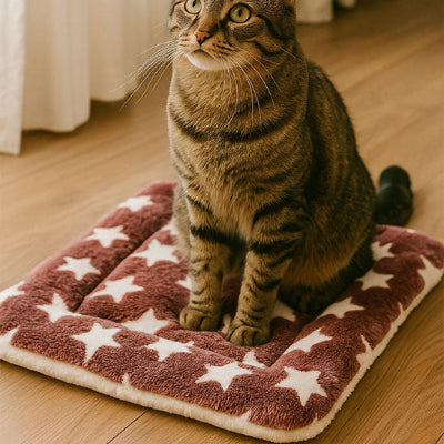 tapis chat sur tapis
