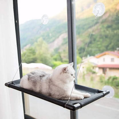 hamac chat regarde fenetre