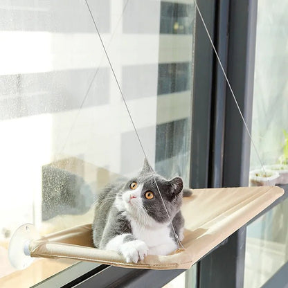 hamac chat suspendu