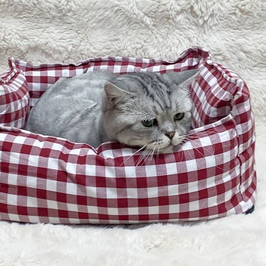 panier pour chat minou gris