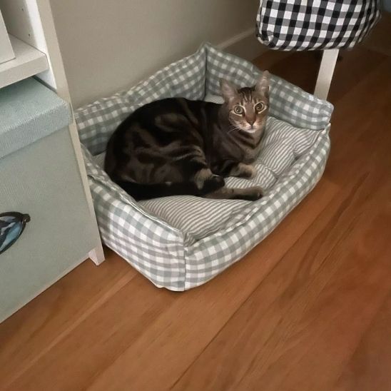 panier pour chat relaxe dans son panier