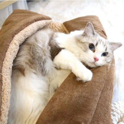 Panier pour chat repos du guerrier